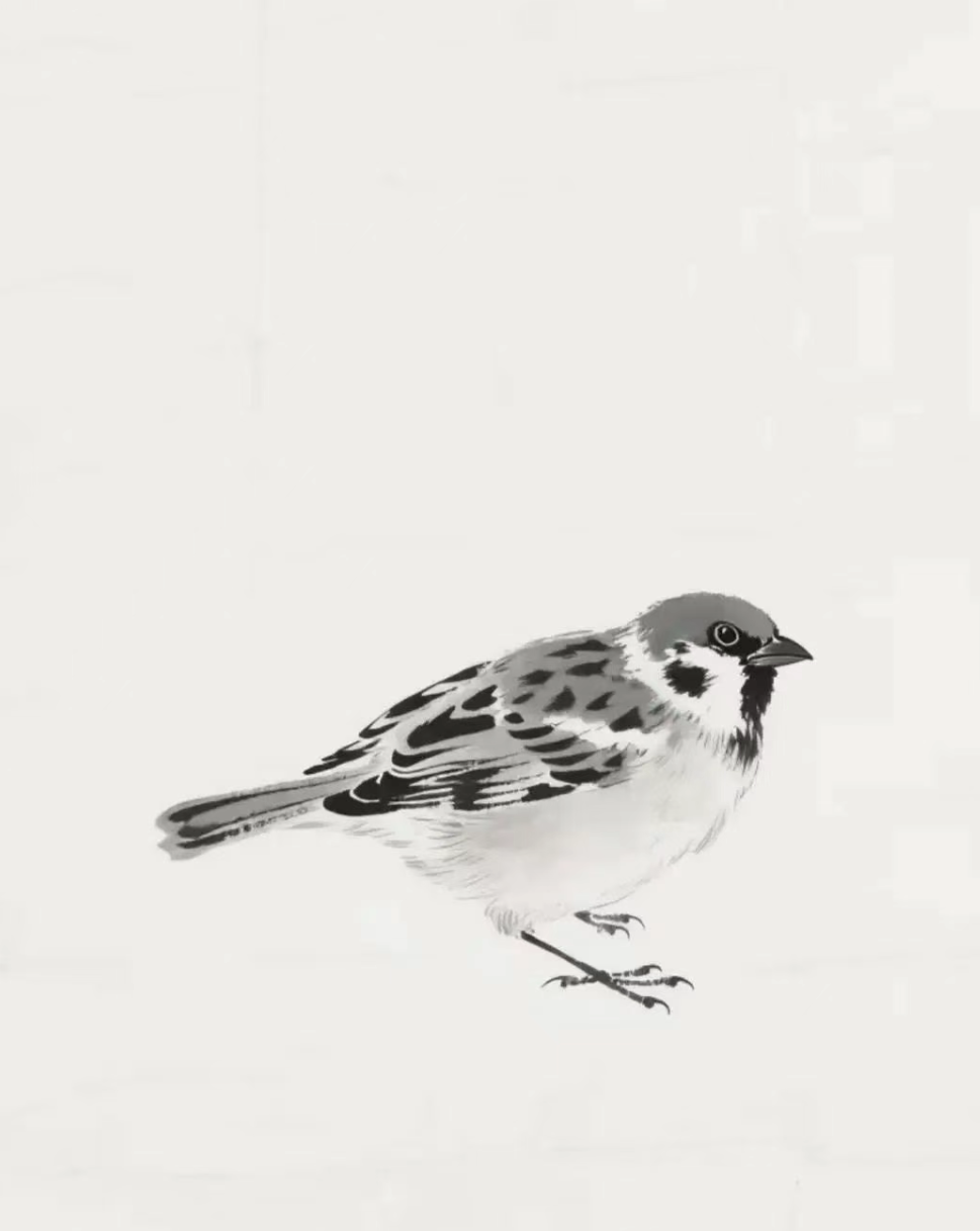 一分钟学会画小麻雀，简单几步即可上手！