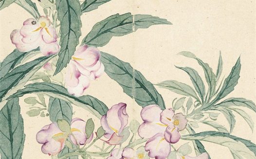 恽寿平的《瓯香馆写生册》 清新洒脱